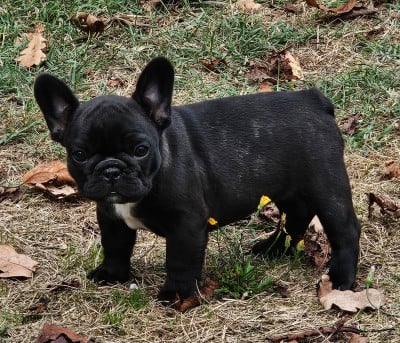 Les chiots de Bouledogue français