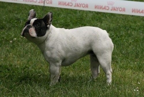 Hosuna des Bois de la Villotte - 4 eme excellent