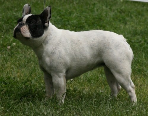 Hosuna des Bois de la Villotte - 1er exc / Meilleur jeune caille