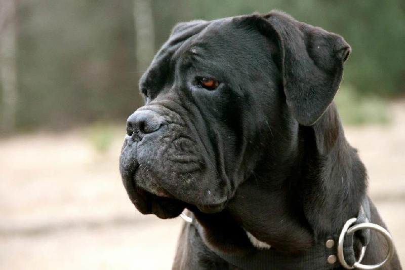 Publication : From Russians Traditions