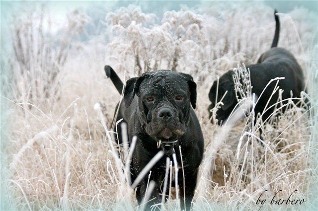 Publication : From Russians Traditions