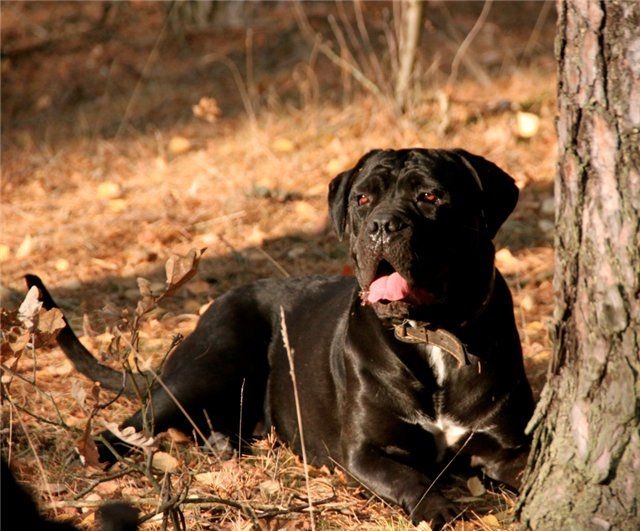 Publication : From Russians Traditions