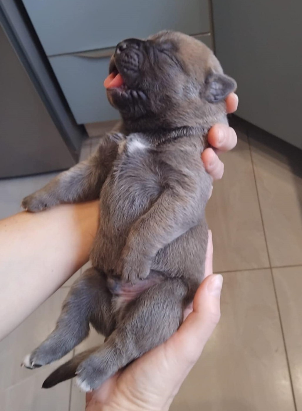 CHIOT 5 - Cane Corso