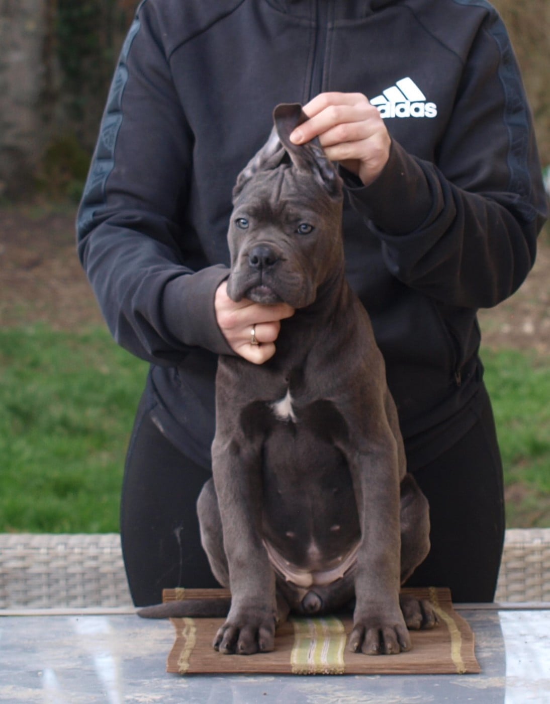 Cane Corso - From Russians Traditions