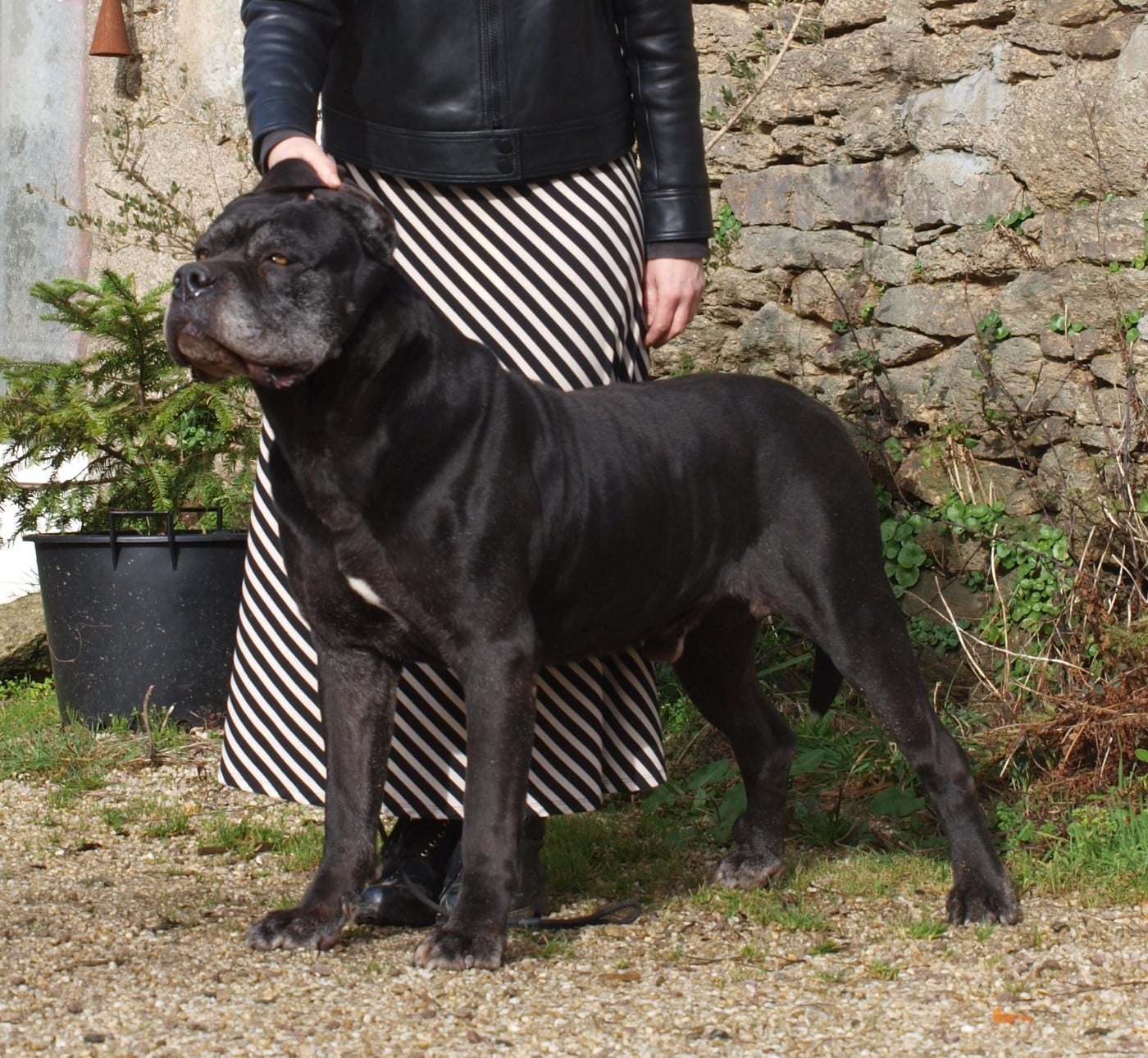 Cane Corso - From Russians Traditions