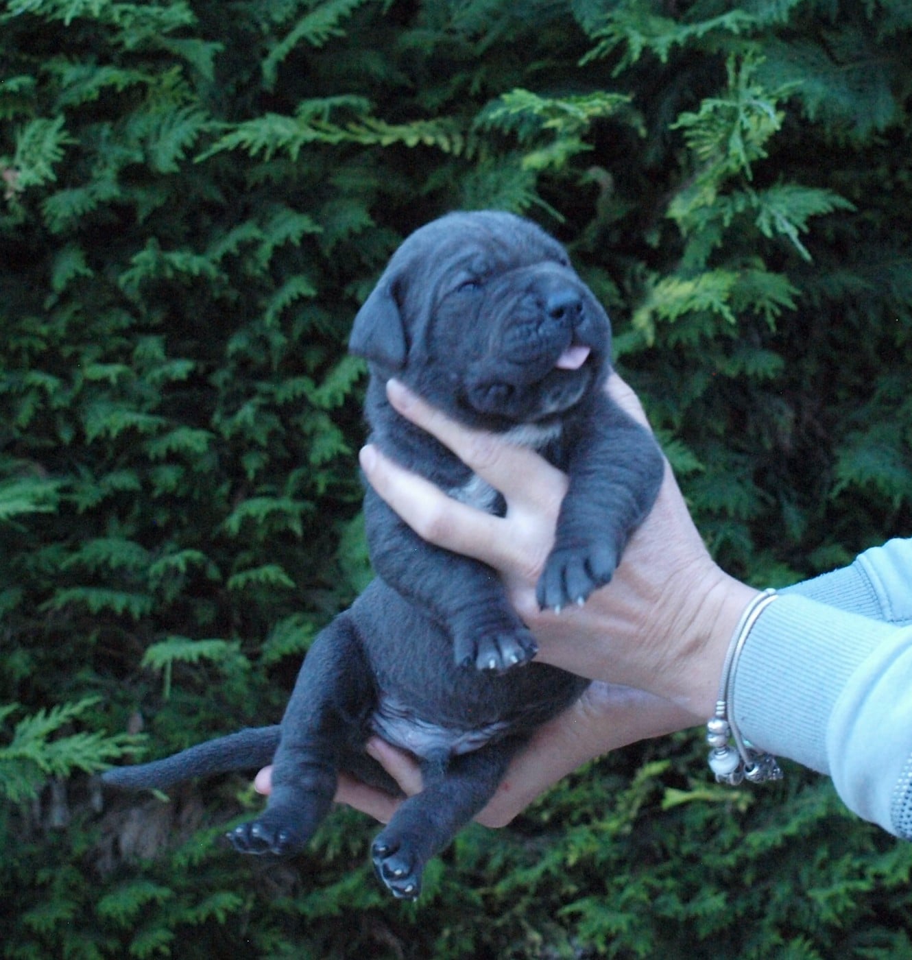 Cane Corso - From Russians Traditions