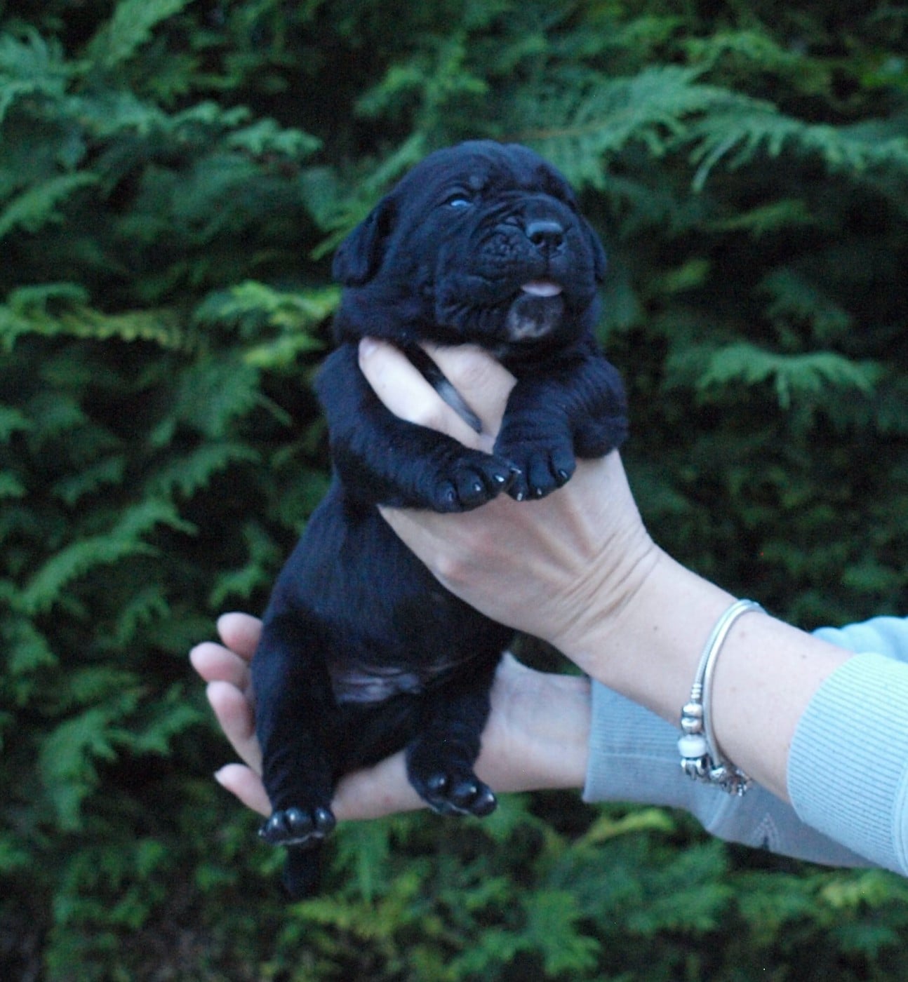Cane Corso - From Russians Traditions