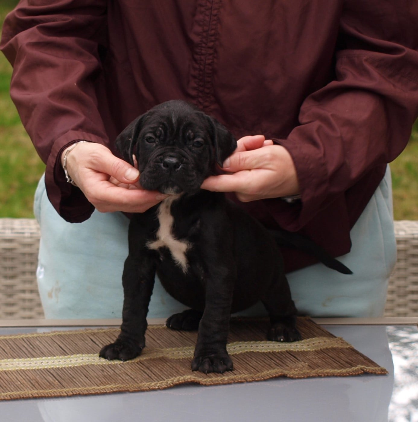 Cane Corso - From Russians Traditions