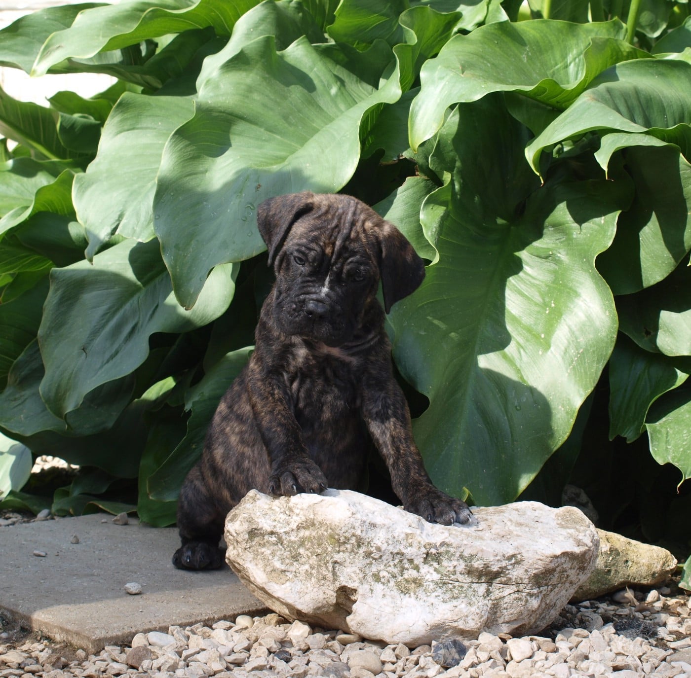 Chiot N°5