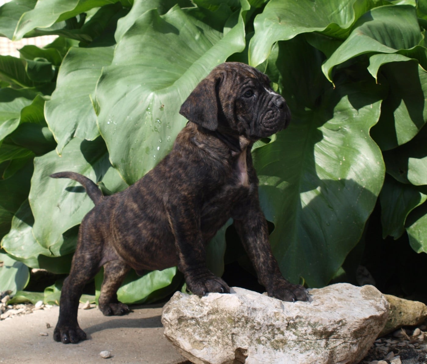Chiot N°5