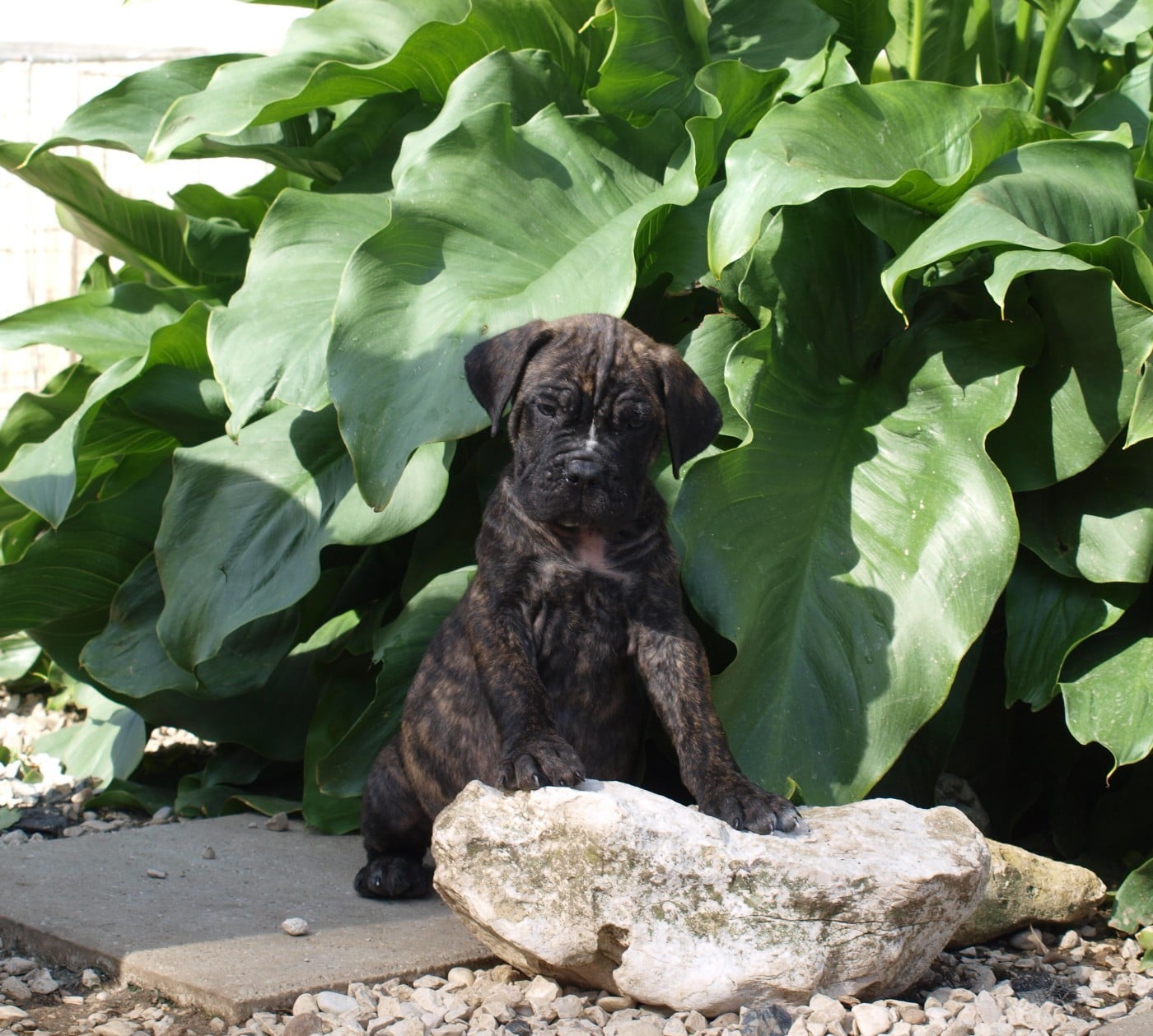 Chiot N°5