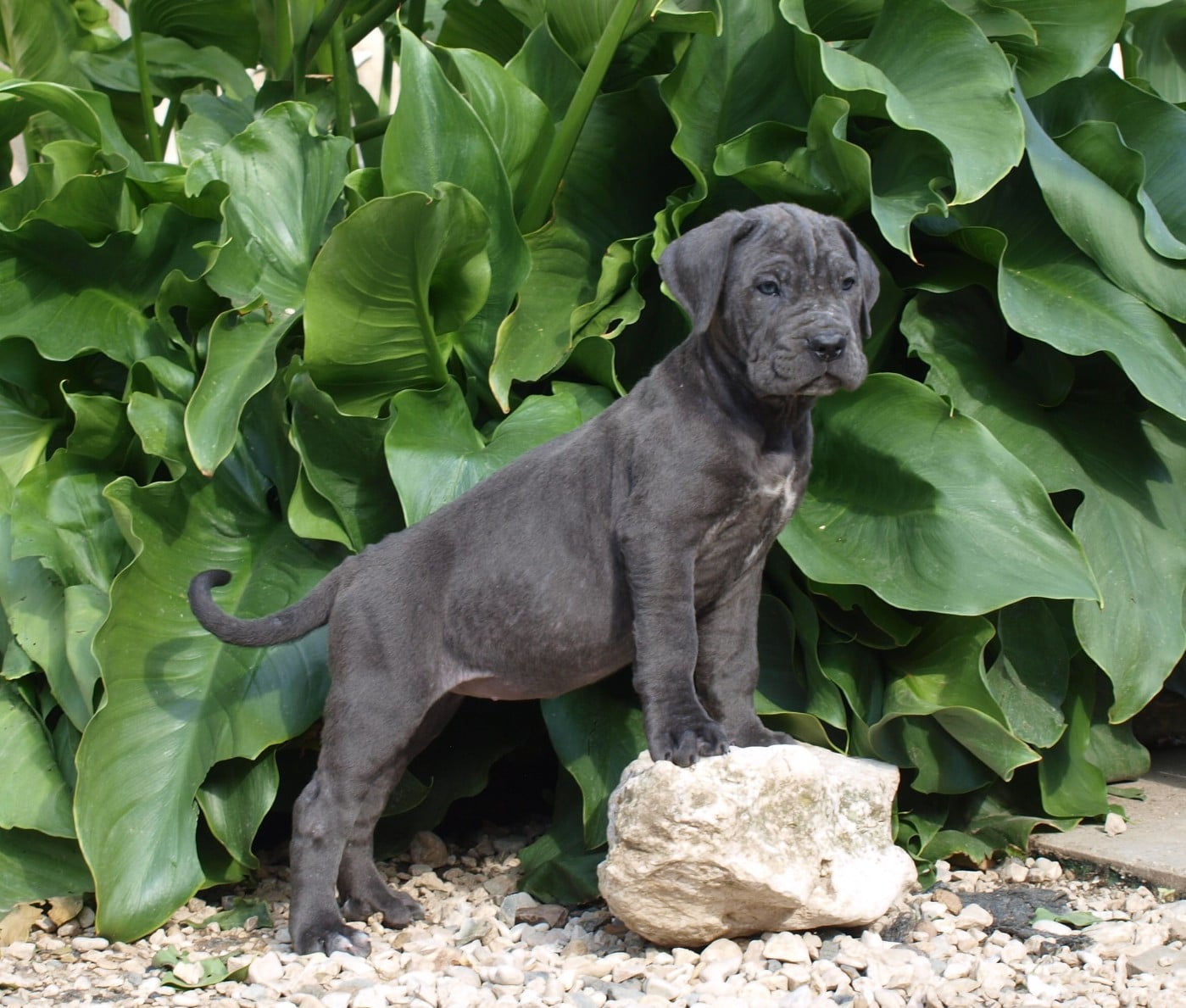 Chiot N°8