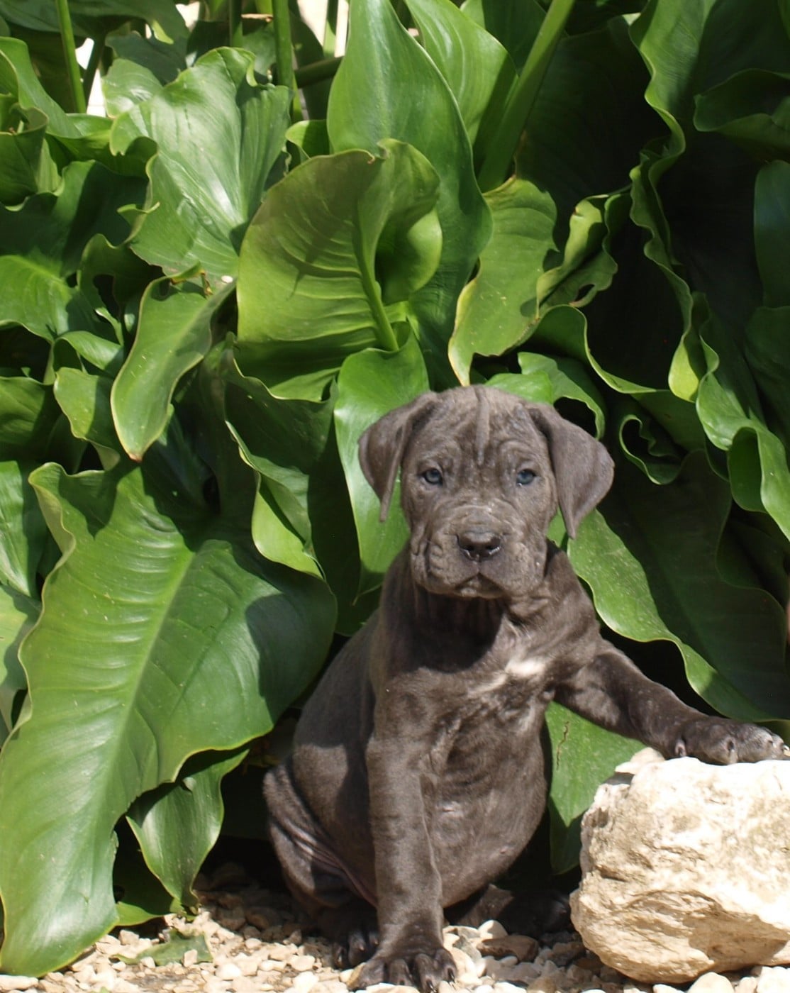 Chiot N°8