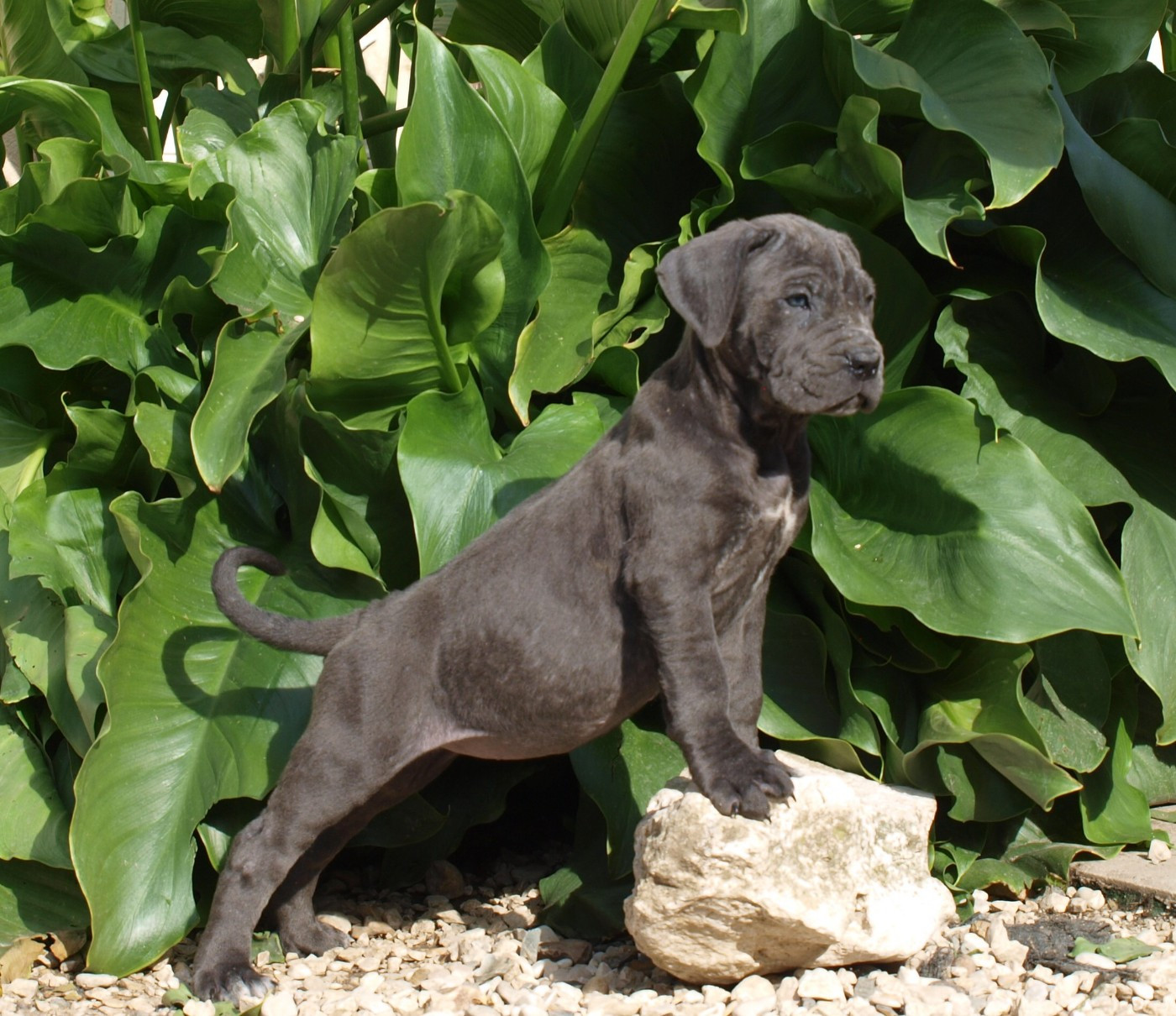 Chiot N°8