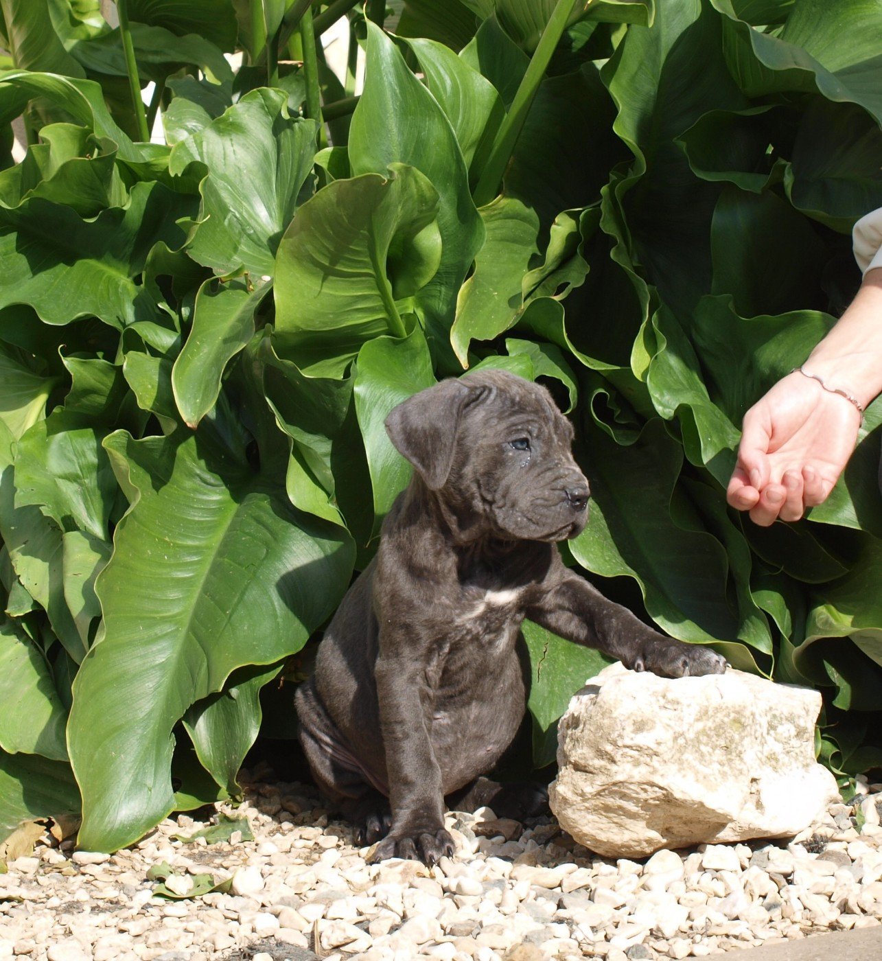 Chiot N°8