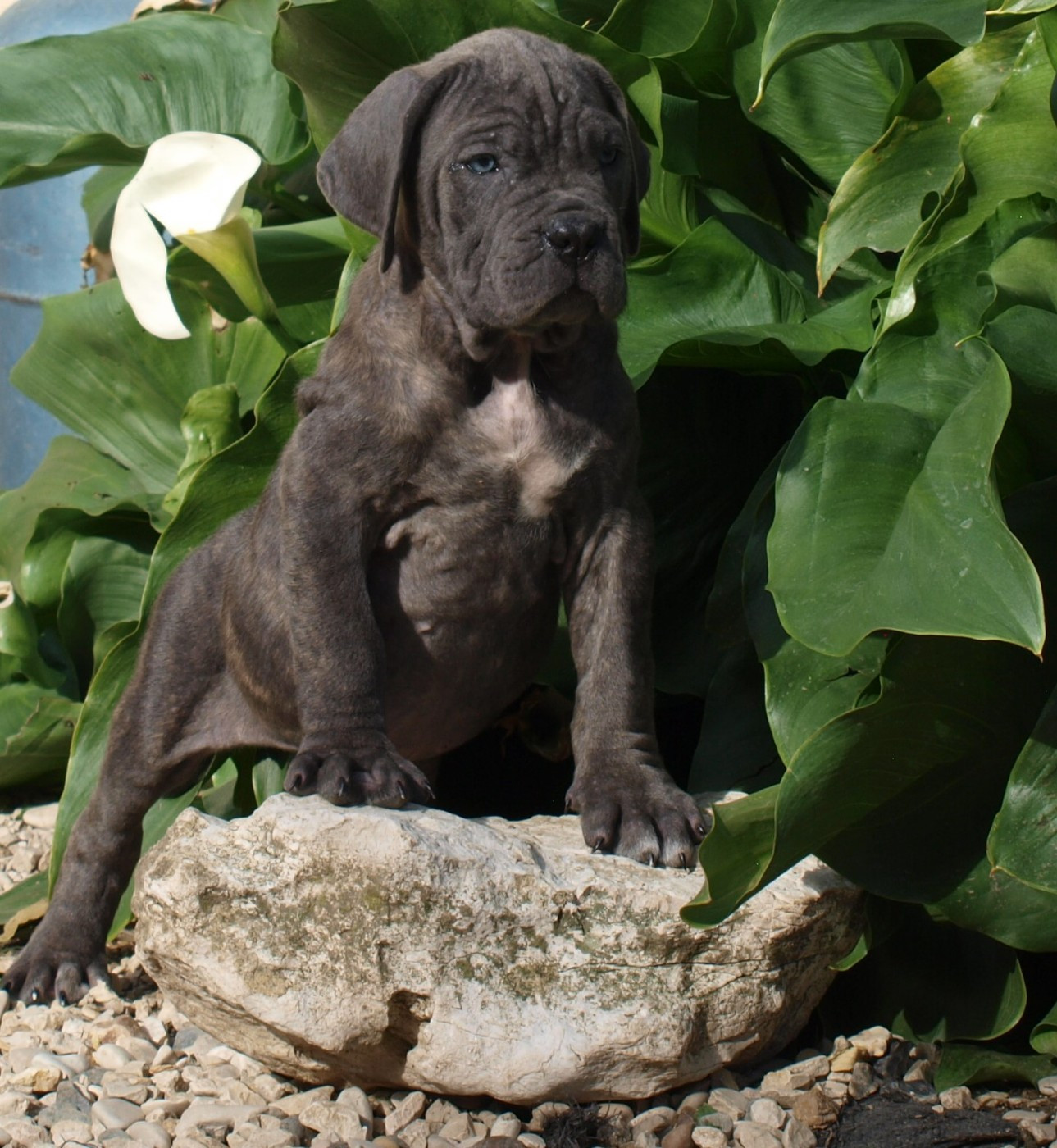 Chiot N°6