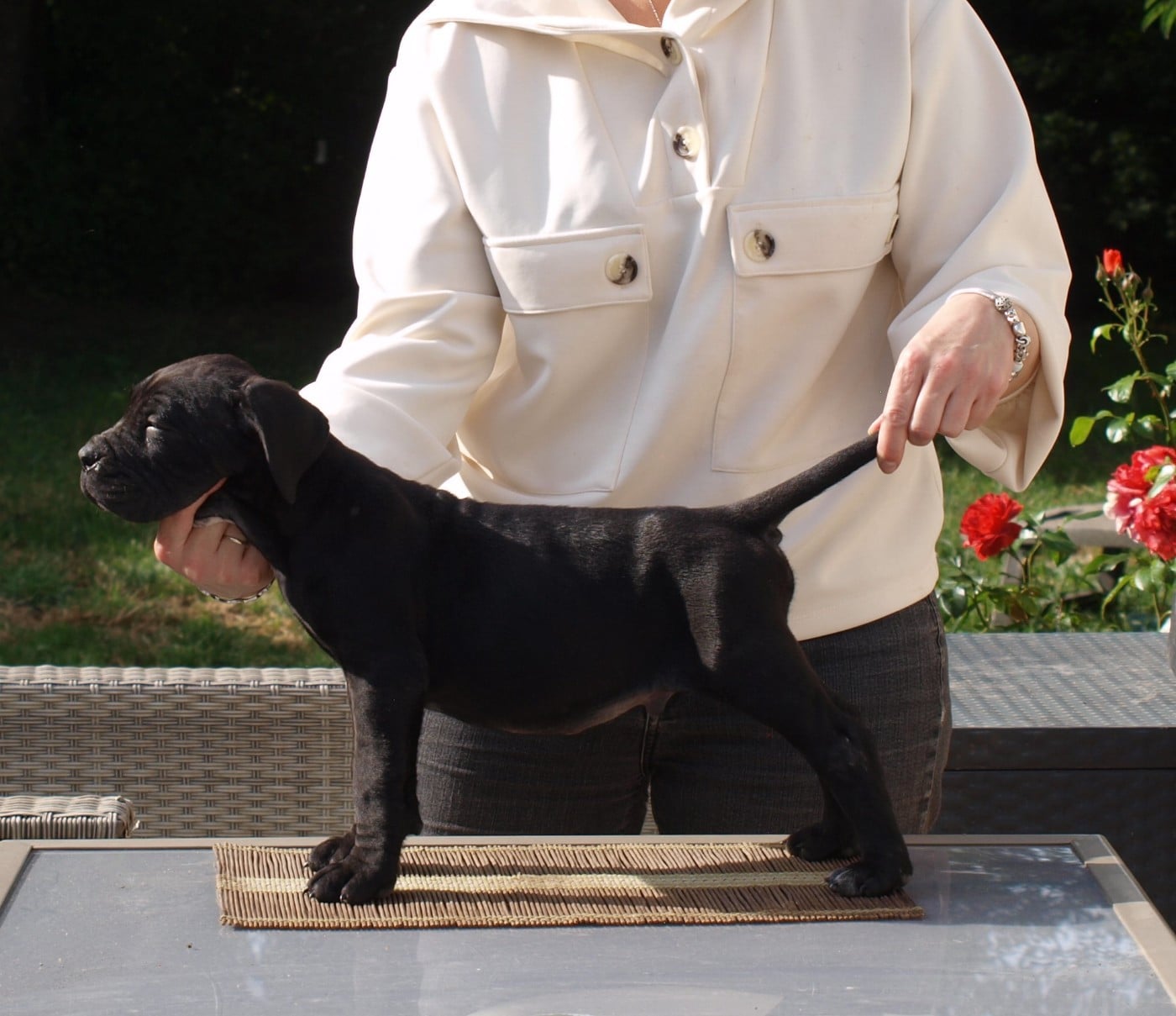 Chiot N°3