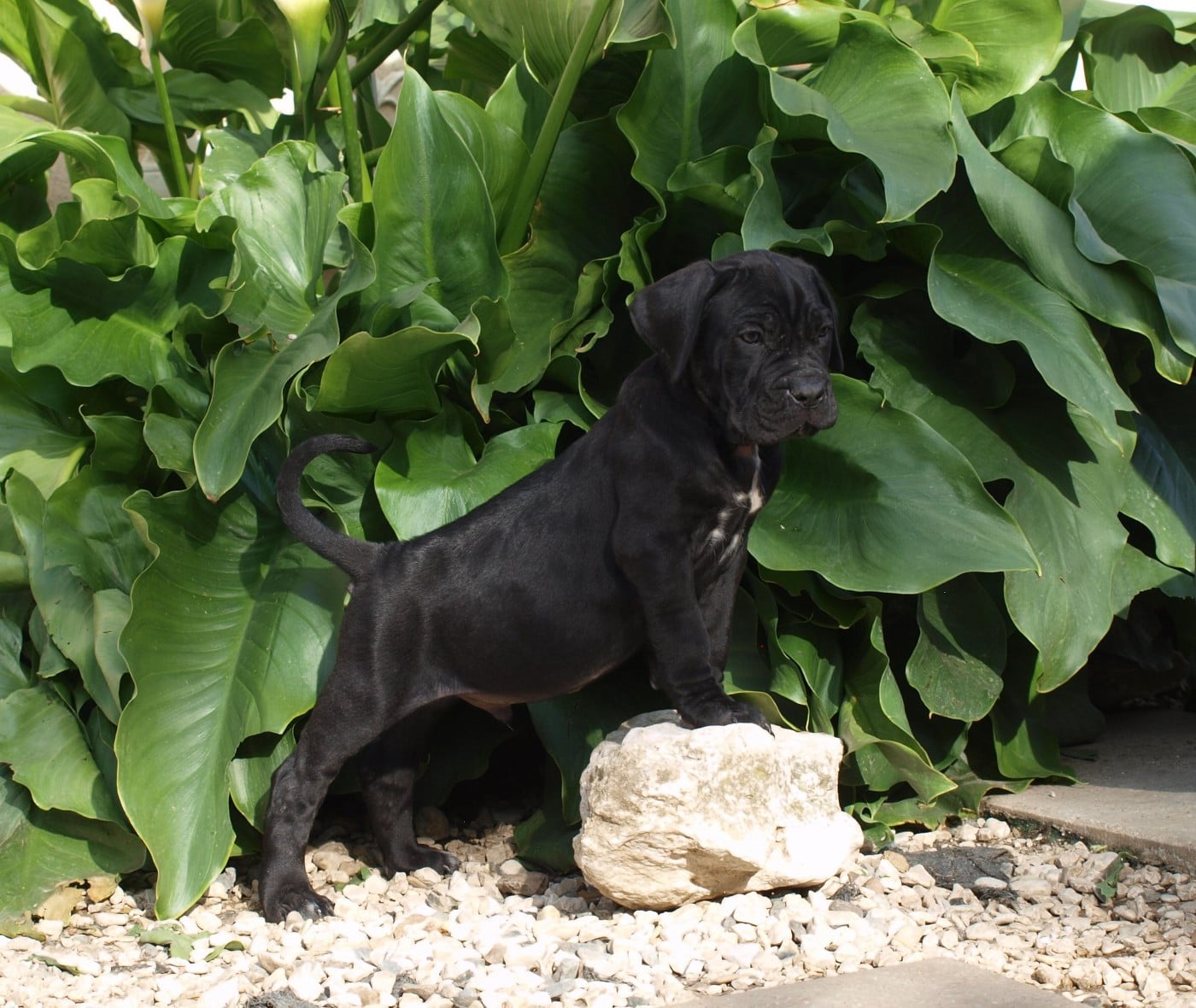 Cane Corso - From Russians Traditions