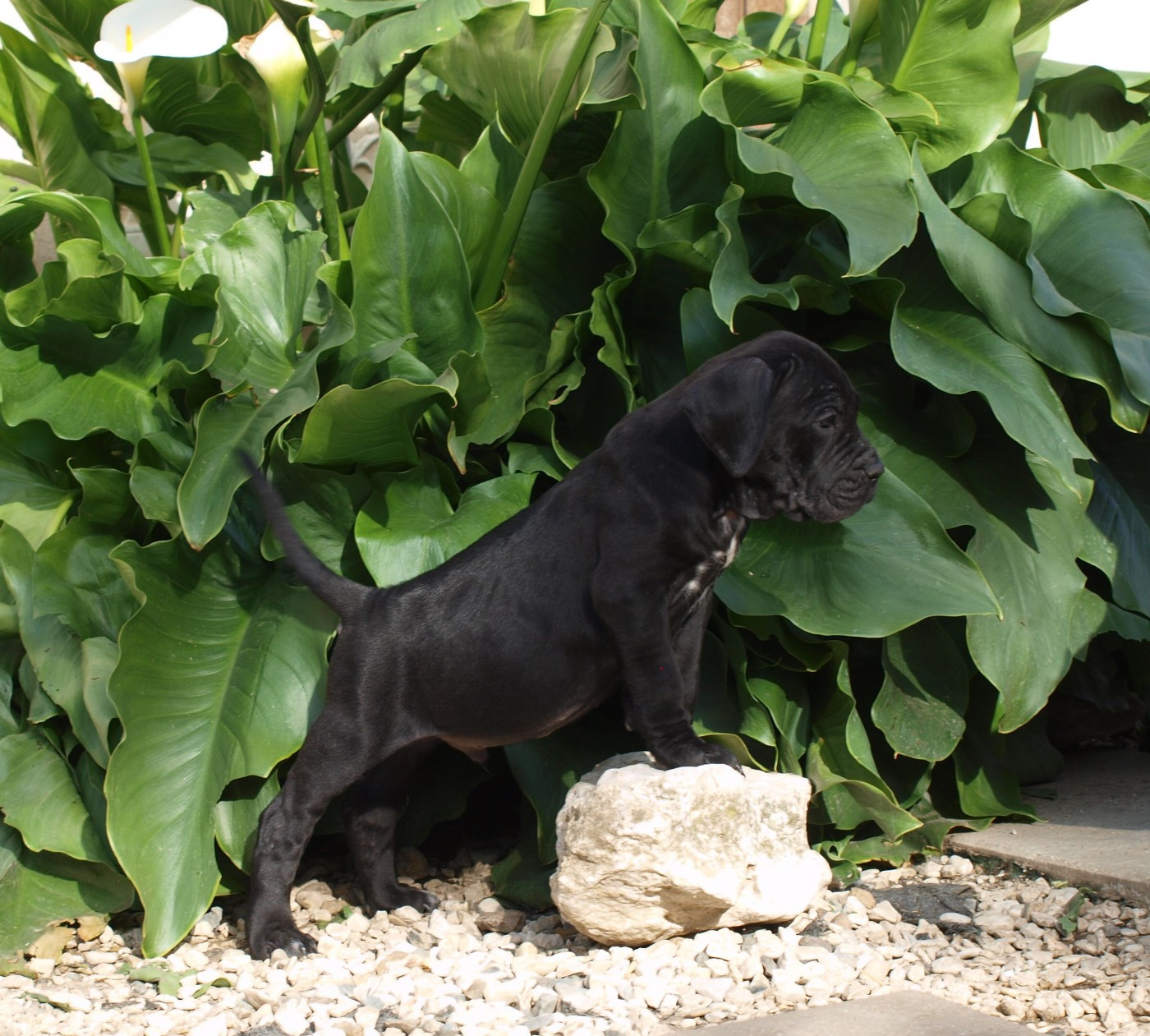 Chiot N°2
