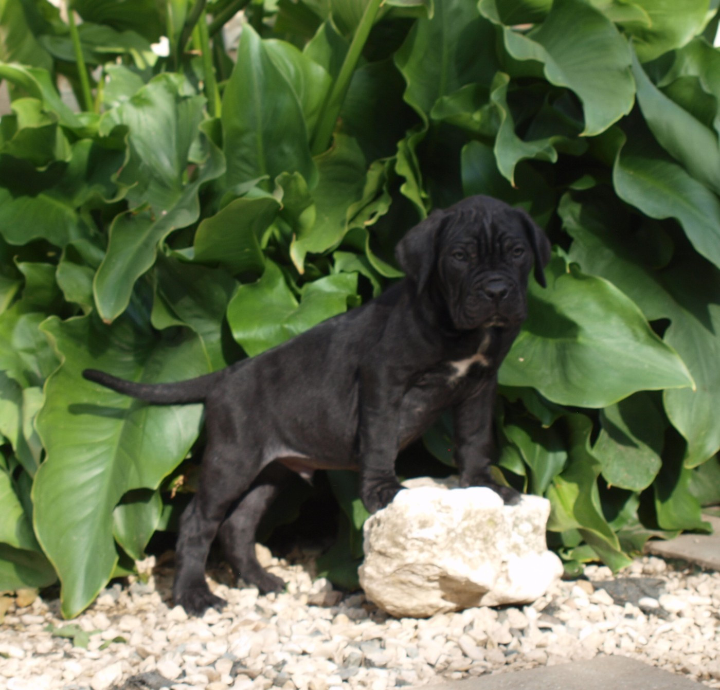 Chiot N°2