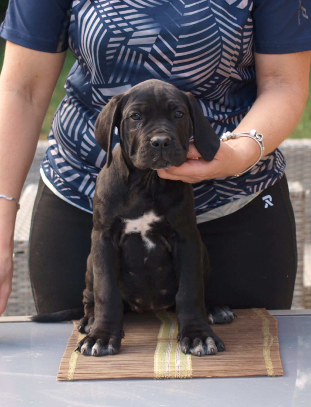 Chiot N°9