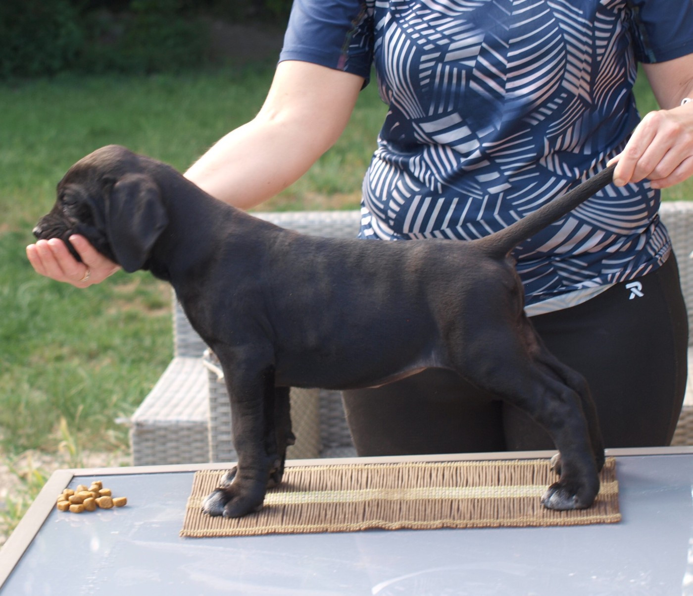 Chiot N°9