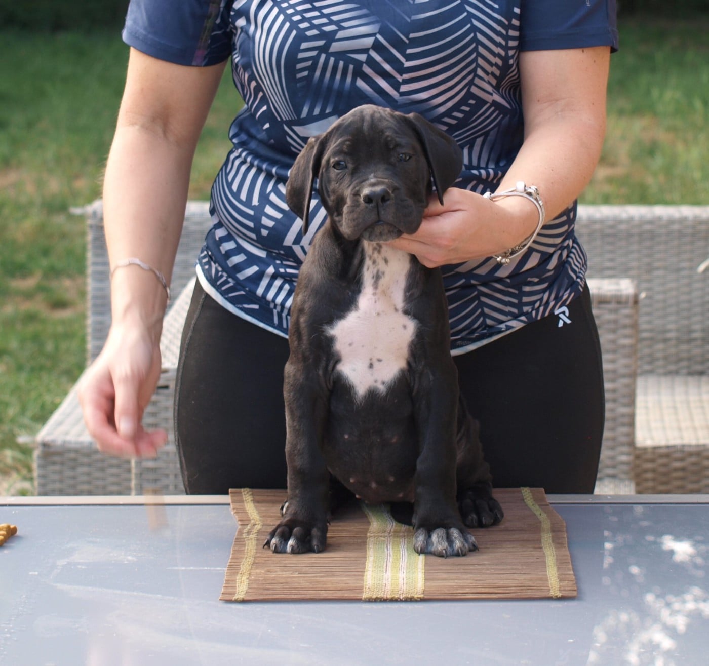 Chiot N°10