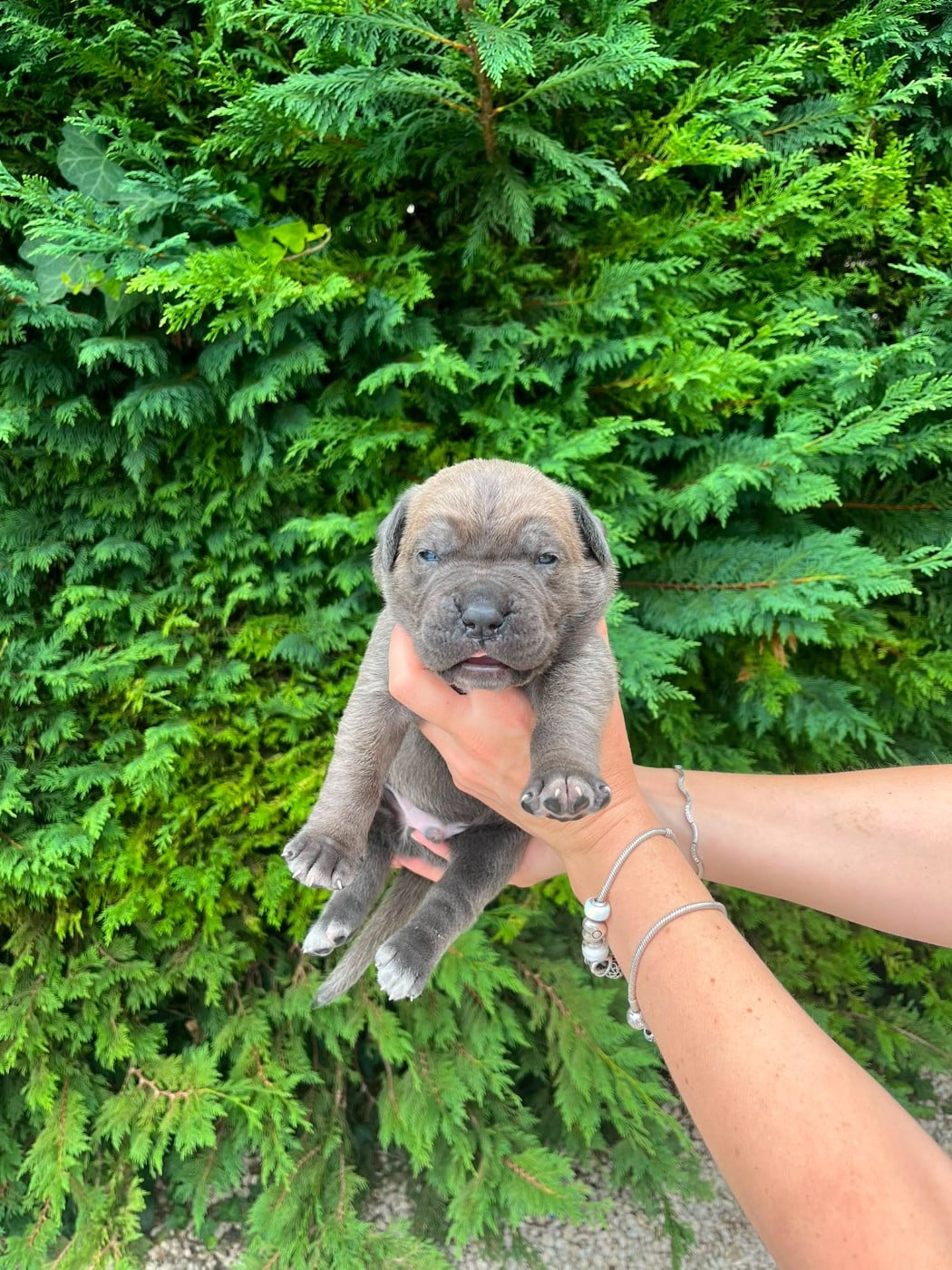 Cane Corso - From Russians Traditions