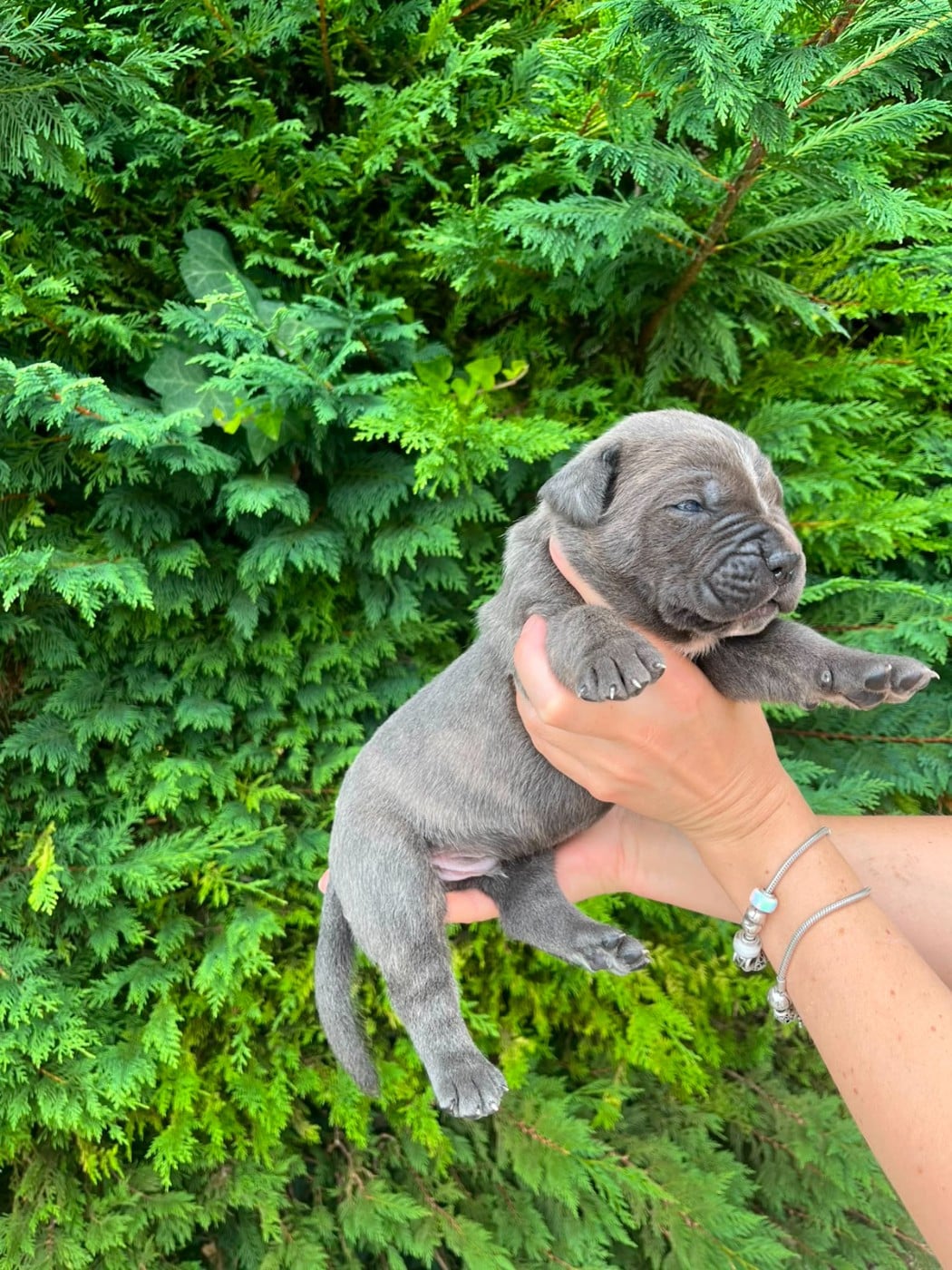 Chiot N°4 - Cane Corso