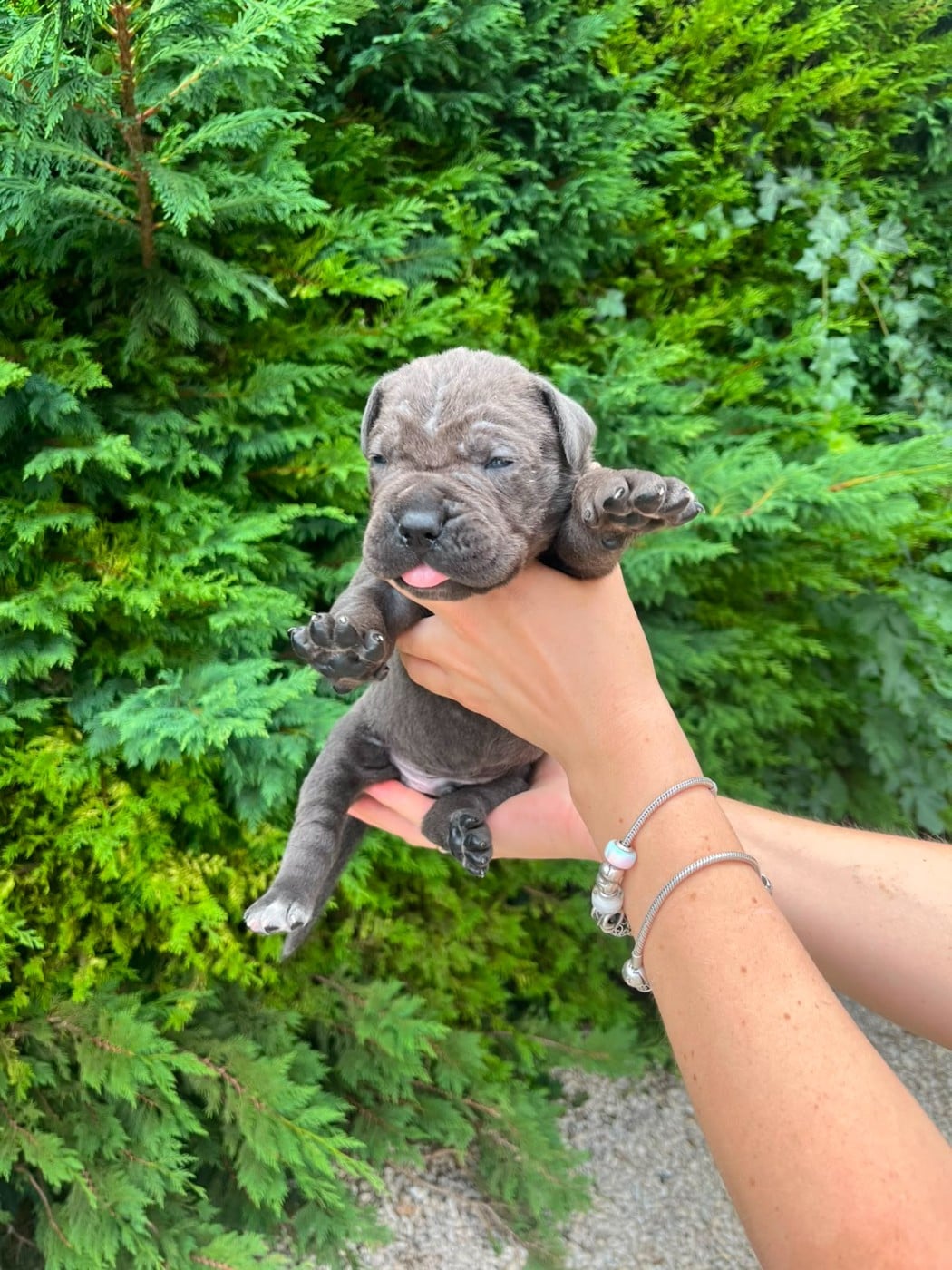Chiot N°6 - Cane Corso