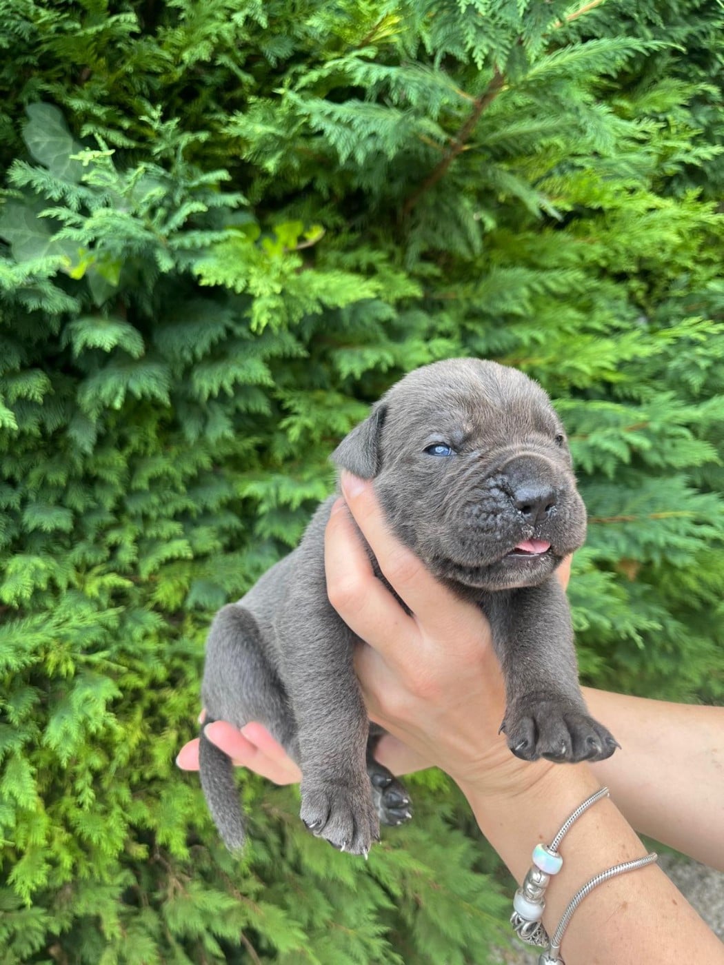 Chiot N°7 - Cane Corso