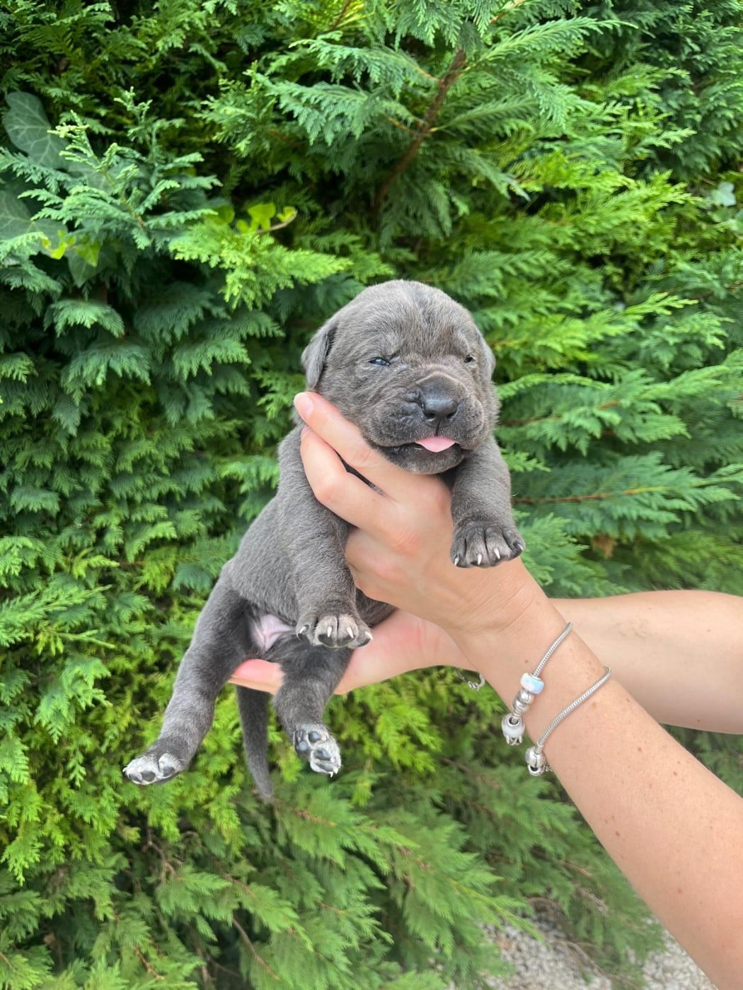 Chiot N°8 - Cane Corso