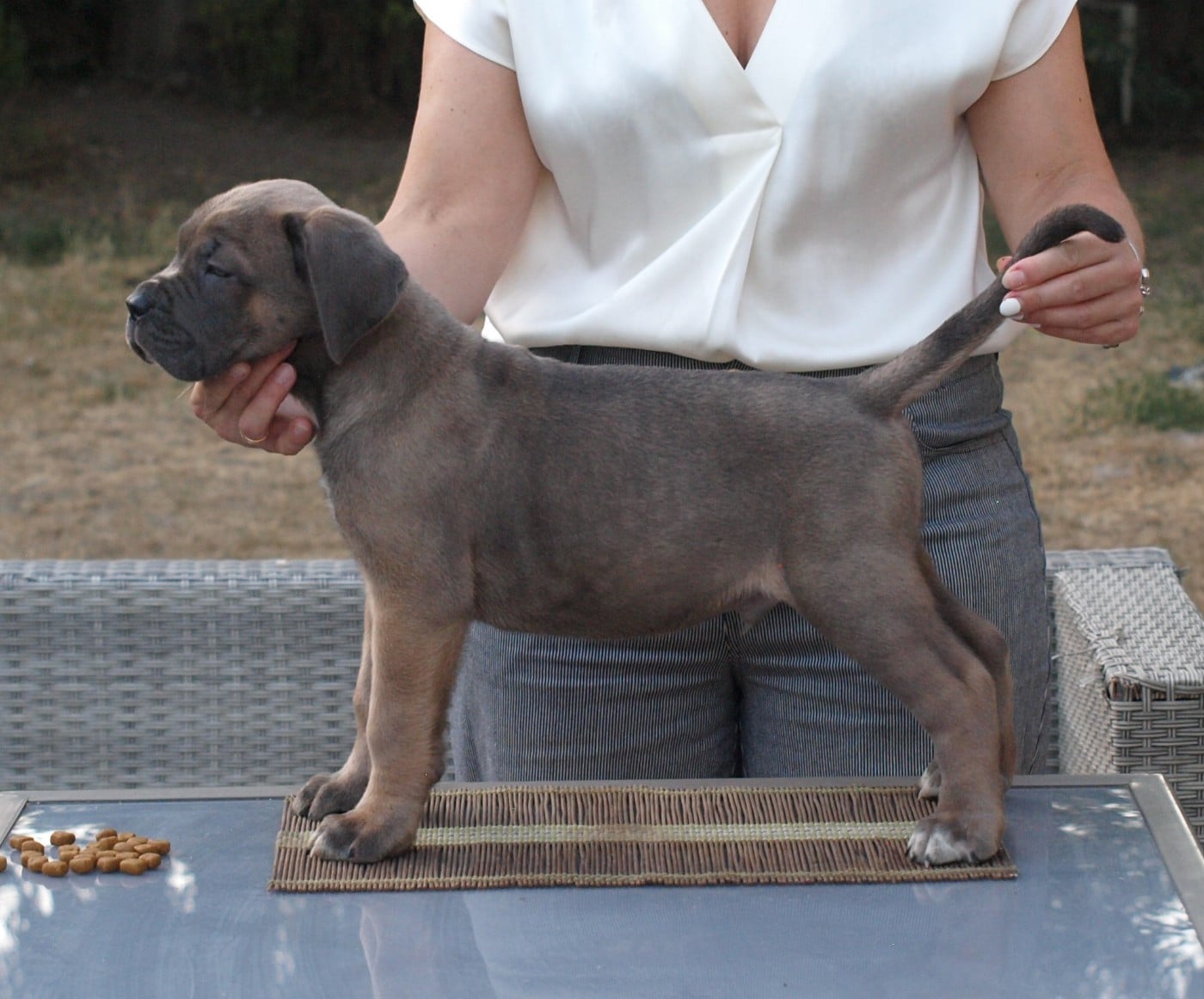 Cane Corso - From Russians Traditions