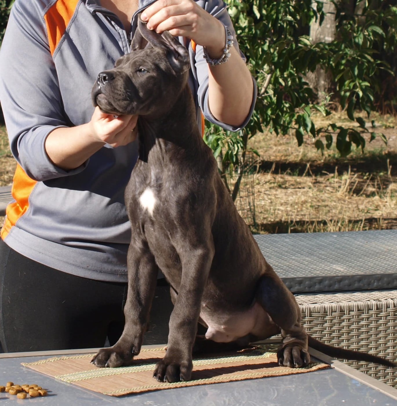 Cane Corso - From Russians Traditions