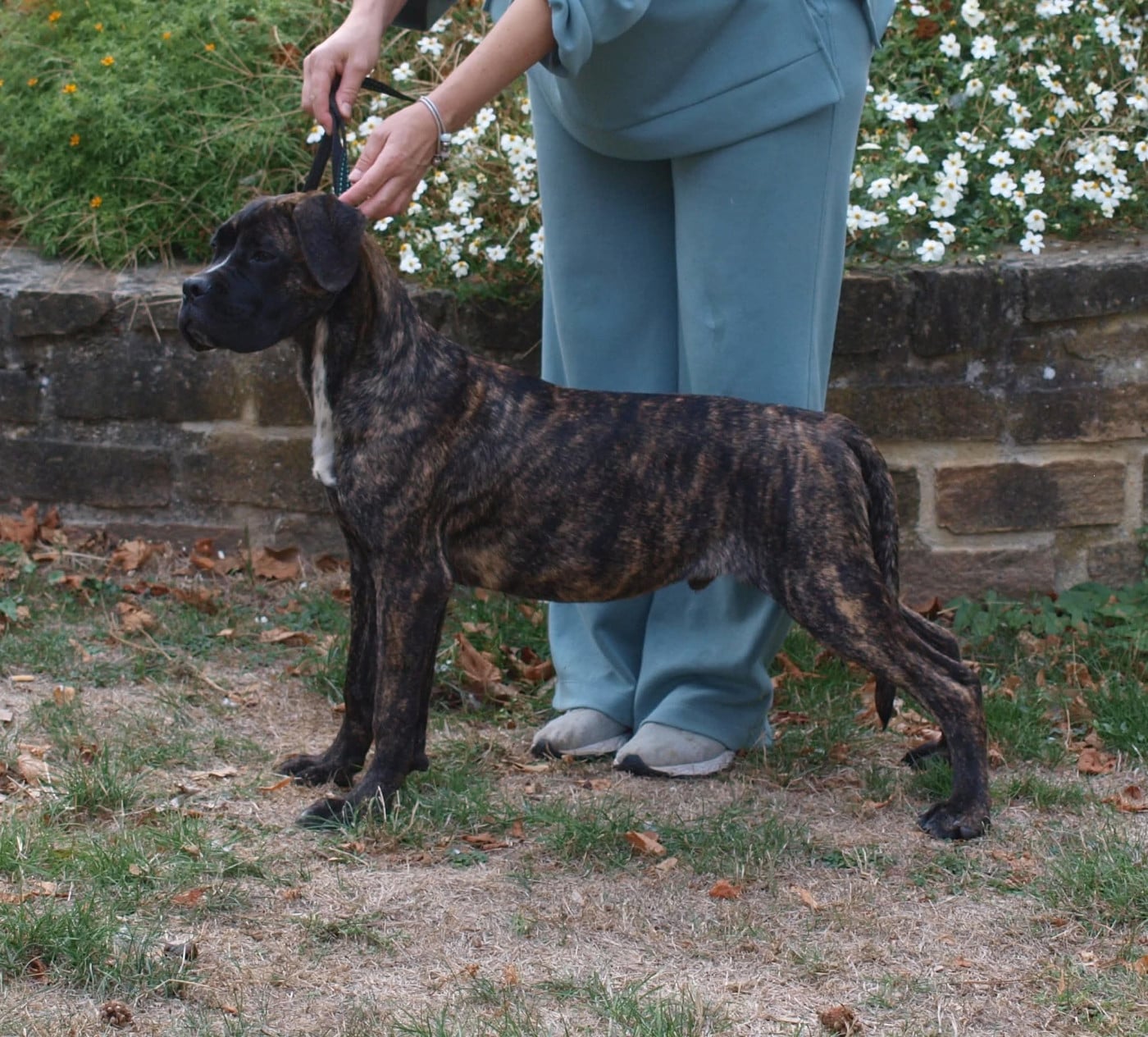 Cane Corso - From Russians Traditions