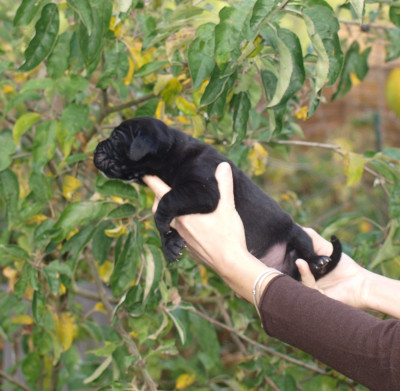 Les chiots de Cane Corso