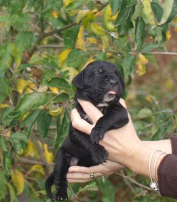 Les chiots de Cane Corso