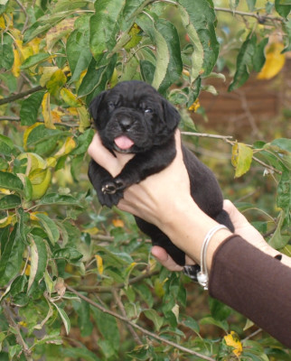 Les chiots de Cane Corso
