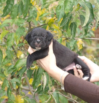 Les chiots de Cane Corso