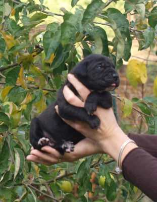 Les chiots de Cane Corso