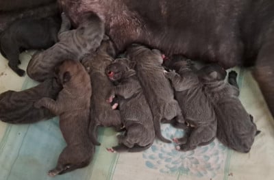 Les chiots de Cane Corso