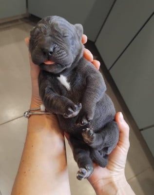 Les chiots de Cane Corso