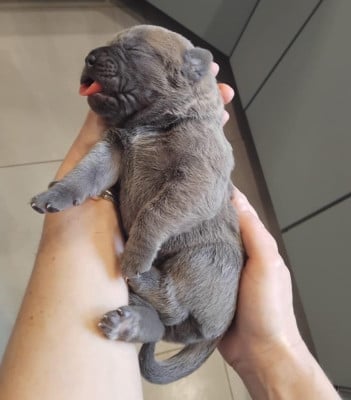 Les chiots de Cane Corso