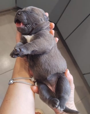 Les chiots de Cane Corso