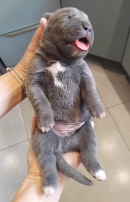 Les chiots de Cane Corso