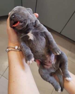 Les chiots de Cane Corso