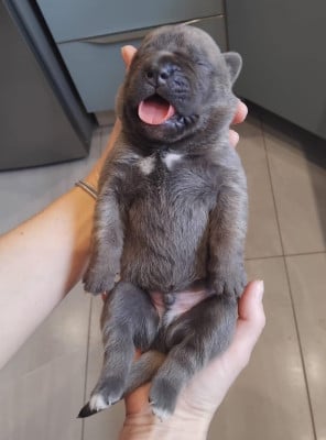 Les chiots de Cane Corso