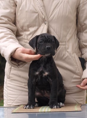 Les chiots de Cane Corso