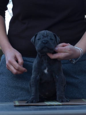 Les chiots de Cane Corso
