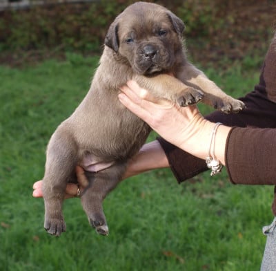 Les chiots de Cane Corso